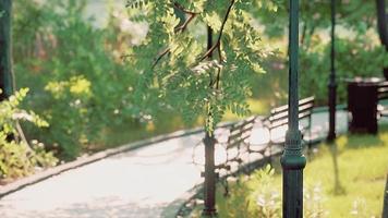 paesaggio della strada del parco forestale nella campagna verde video