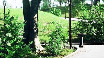 chemin de pierre à travers un parc verdoyant et paisible video