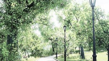 forest park road scenery in green countryside video