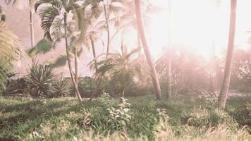 luz del sol en la selva tropical video