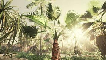 Creative tropical green leaves Nature spring concept video