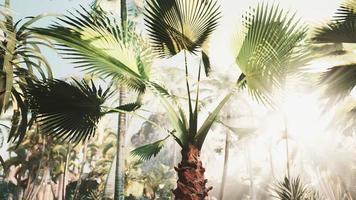 Creative tropical green leaves Nature spring concept video