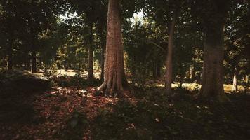 fitta foresta oscura con muschio e raggi del sole che brillano attraverso video