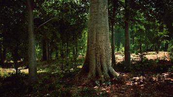 Sonnenstrahlen durch dicke Äste im dichten grünen Wald video