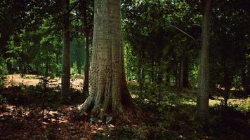 Thick dark forest with moss and sun rays shining trough video