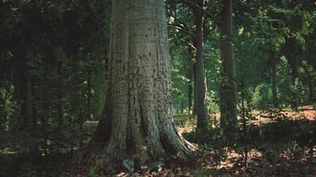 mattina presto con l'alba nella foresta video