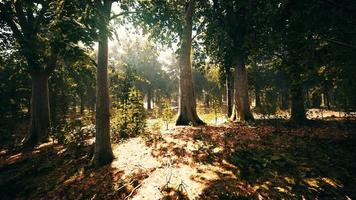raios de sol através de galhos de árvores grossas na densa floresta verde video