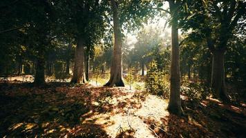 tjock mörk skog med mossa och solstrålar som lyser genom video
