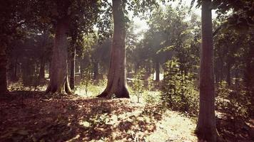 fitta foresta oscura con muschio e raggi del sole che brillano attraverso video