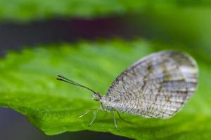 Beautiful  White butterfly perched on a leaf photo