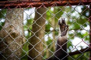 Hand sad black gibbon in a cage photo