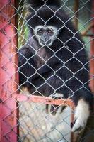 Sad black gibbon in a cage photo