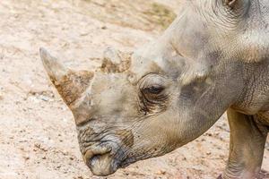 vista lateral de la cabeza de un gran rinoceronte blanco en el zoológico foto