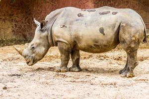 side view of the large white rhino photo