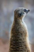 Meerkat Surikate sitting in the Zoo photo