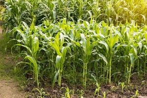 Close-up view of many corn plants. photo