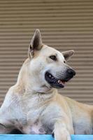 Thai white dog sitting staring. photo