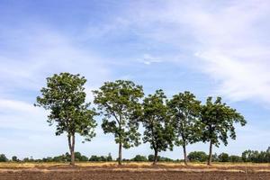una vista del árbol de neem que crece en el montículo del campo de arroz. foto