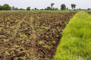 The background of the ground and the mounds of grass, weeds in the plowed field. photo