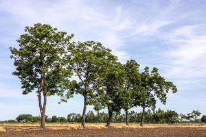 A view of the neem tree growing on the mound of the rice field. photo