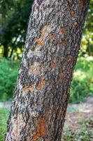 Close-up of a large tree bark with blurred forest in the background. photo
