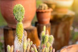 pequeño cactus se muere por morir. foto