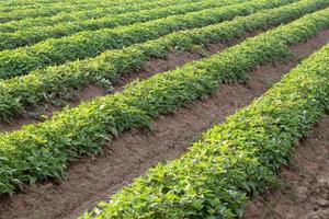 A row of agricultural sweet potato farming. photo