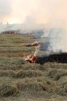 View of burning rice straw in rural rice field. photo