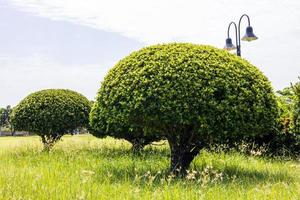 arbusto esférico de ángulo bajo en la hierba del parque. foto