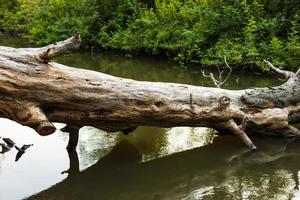 A large tree stump fell into the swamp. photo