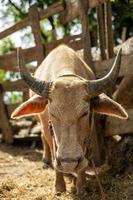 Close-up view of albino buffalo standing in the sunlight near a stable. photo