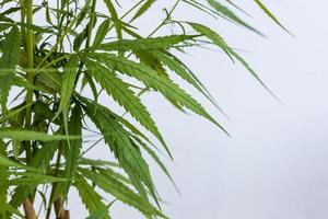 A close-up view of a cluster of long green cannabis leaves. photo