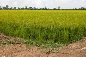 View of rice fields near the mound. photo