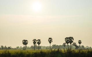 una vista panorámica de las numerosas palmeras en los verdes campos de arroz.