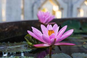 Primer plano de ángulo bajo de flores de loto rosa que florecen maravillosamente en un baño de hormigón.
