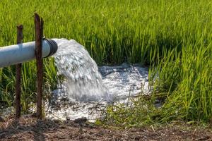 el agua de la tubería rápidamente en los campos de arroz. foto