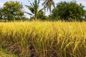 Low view, fertile, ripe yellow grains waiting to be harvested. photo