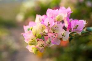 A close-up view of a bouquet of white and pink bougainvillea blooming beautifully. photo