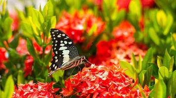 Butterfly with red flower spike. photo
