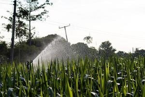 Sprinkler watering corn.