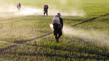 Workers spraying herbicides. photo