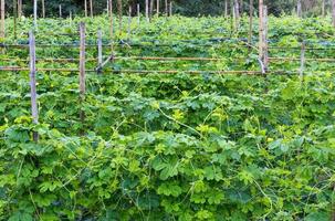 Bitter gourd vegetable garden on bamboo. photo