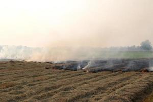 Smoke from burning rice straw in the field. photo