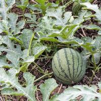 Close-up of green watermelon on soil. photo