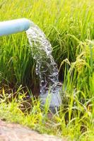 Stream fed rice seedlings. photo