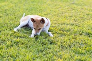 Thailand dog lying on the lawn. photo