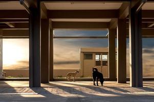 Pillars under the building with dogs. photo