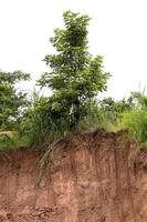 Soil erosion and digging under the tree. photo