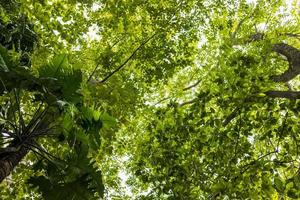 Low view, Monstera deliciosa Liebm forest with backlit leaves in daylight. photo