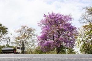 A low angle view of beautiful purple bungor flowers blooming near the paved road. photo